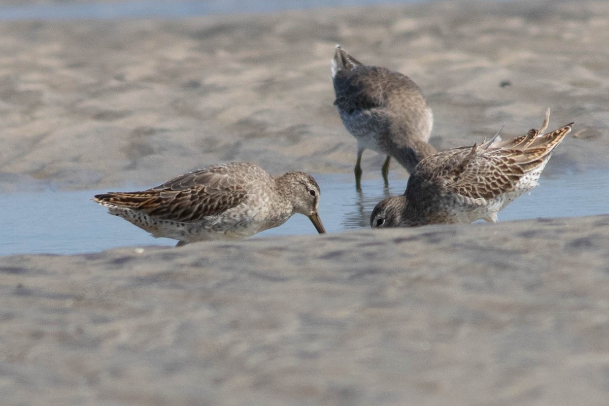 Short-billed Dowitcher - ML642433736