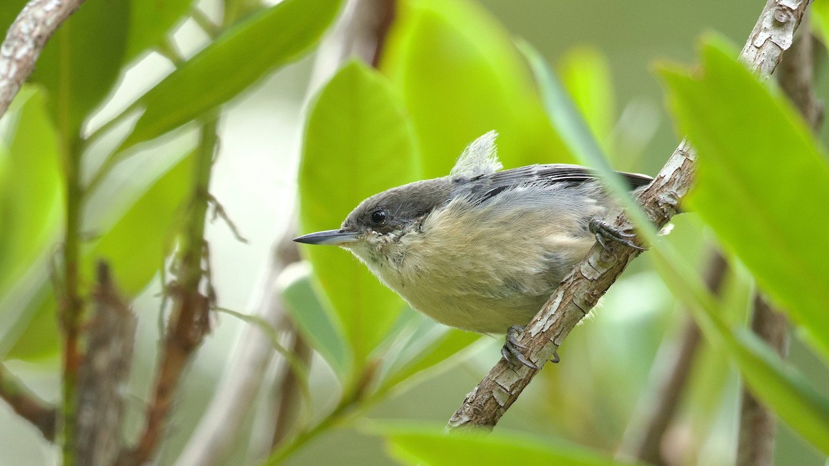Pygmy Nuthatch - ML642433737