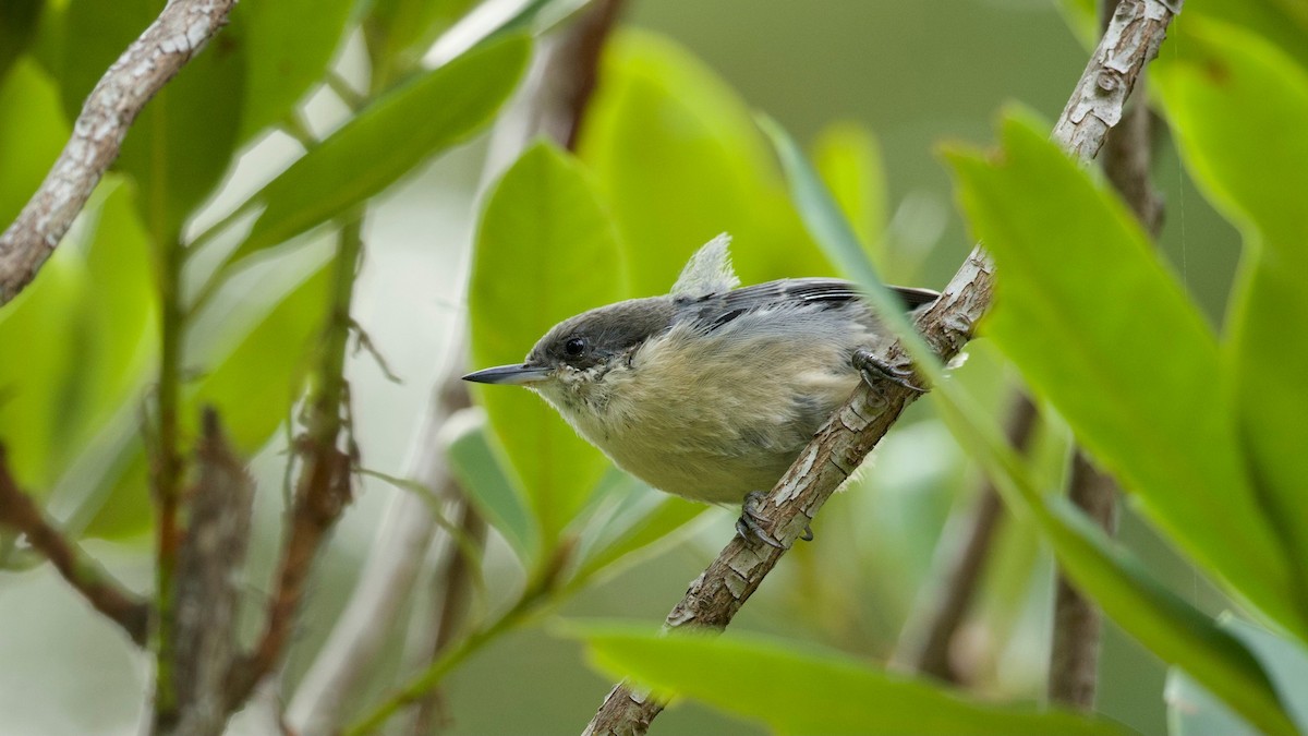 Pygmy Nuthatch - ML642433738