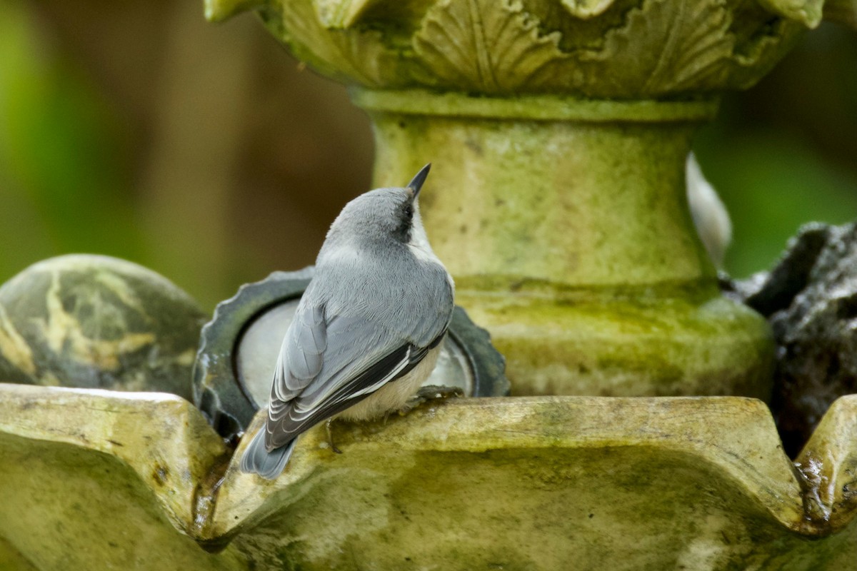 Pygmy Nuthatch - ML642433739