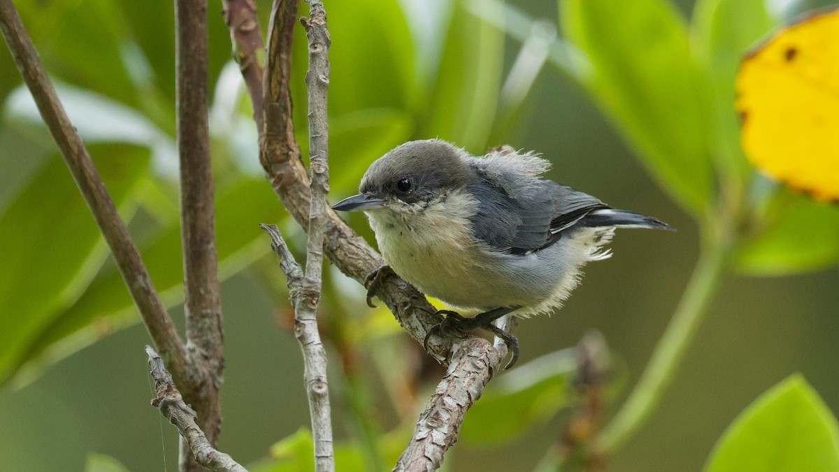Pygmy Nuthatch - ML642433740