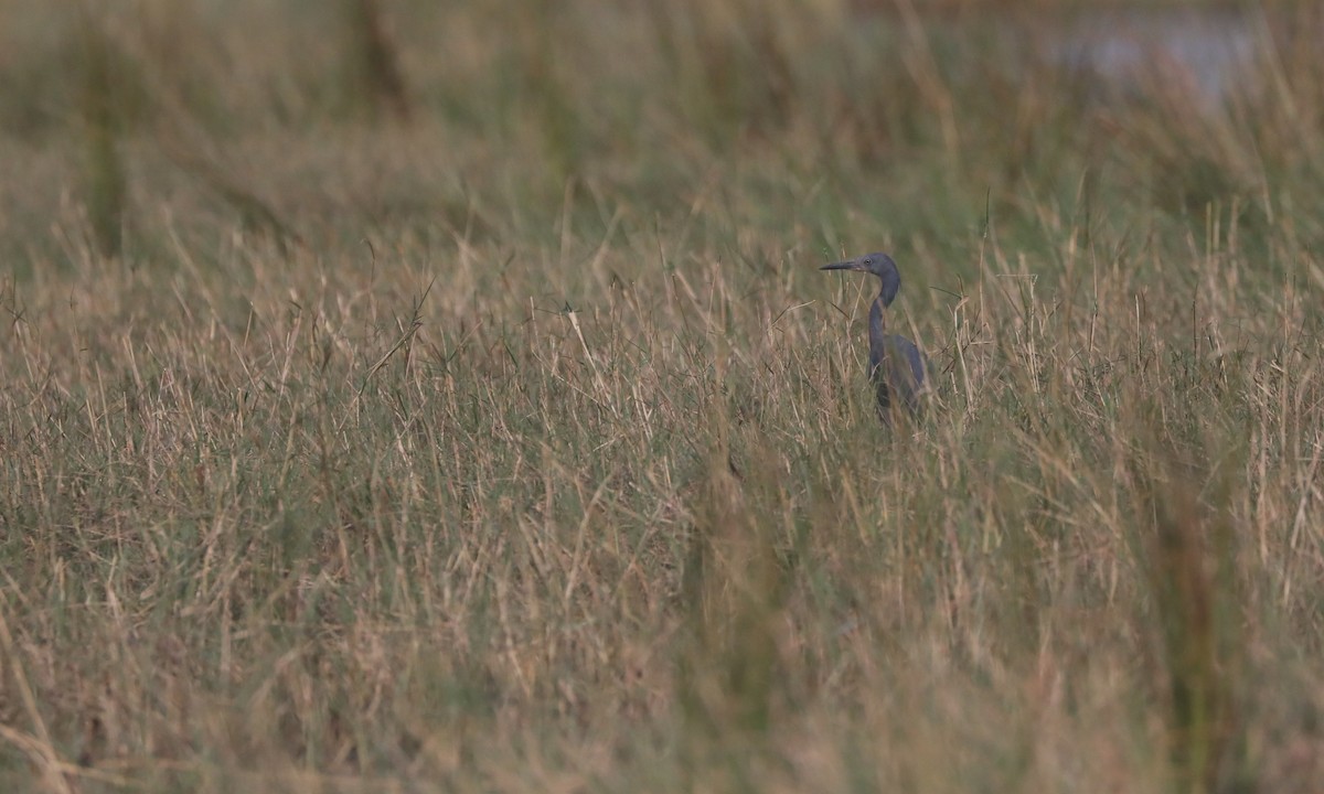 Slaty Egret - ML642433742
