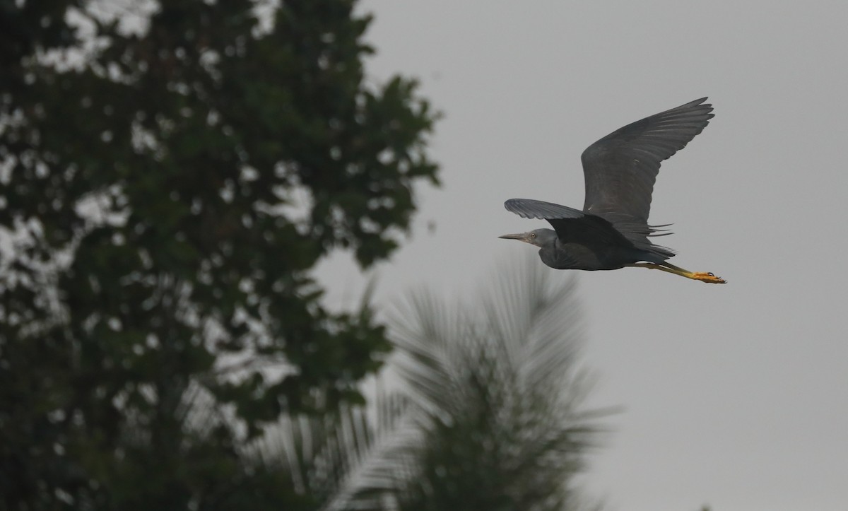 Slaty Egret - ML642433743