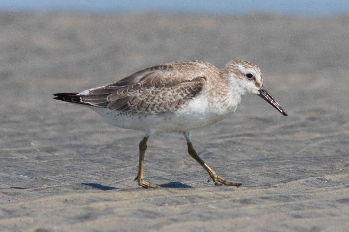 Red Knot - ML642433744