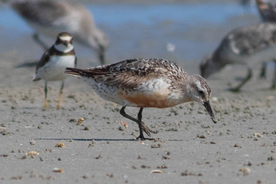 Red Knot - ML642433745