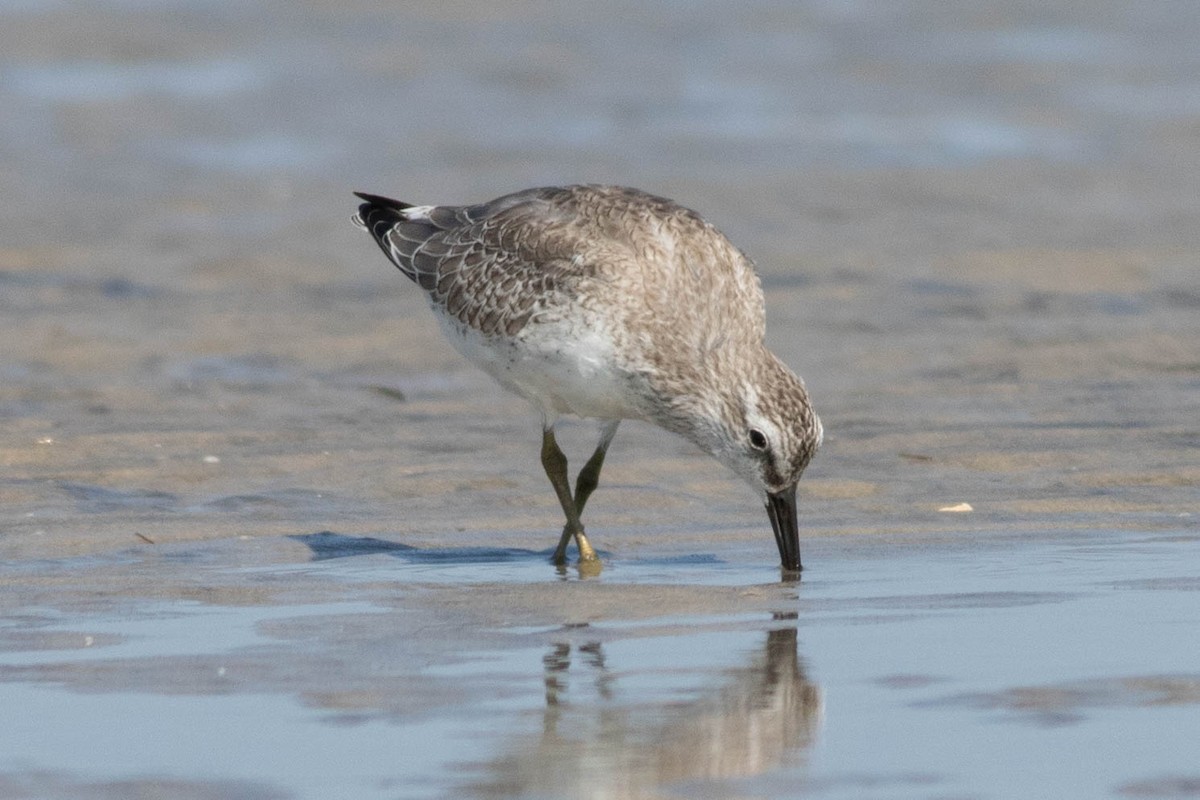 Red Knot - ML642433746