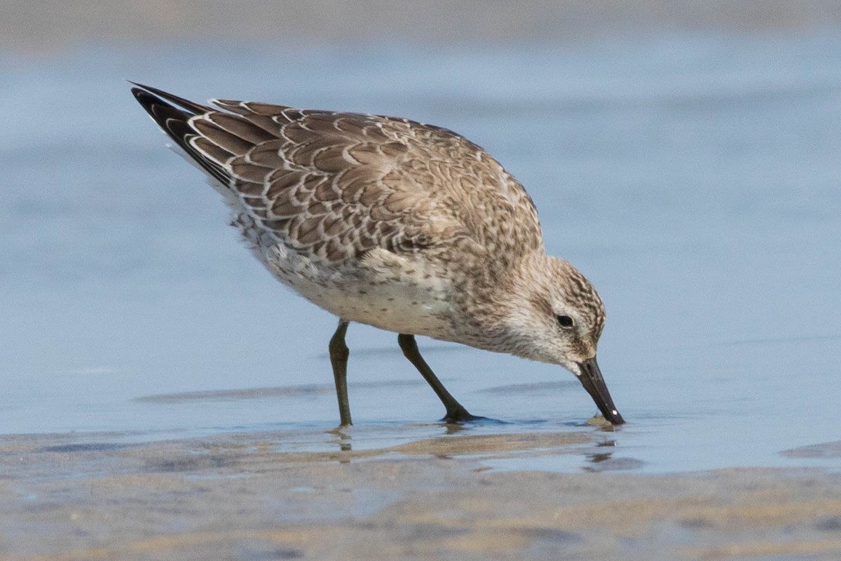 Red Knot - ML642433747