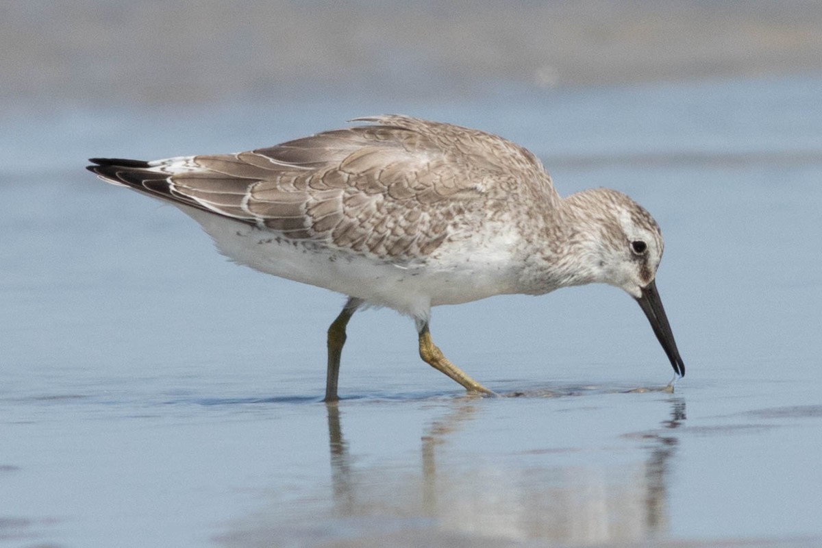 Red Knot - ML642433748