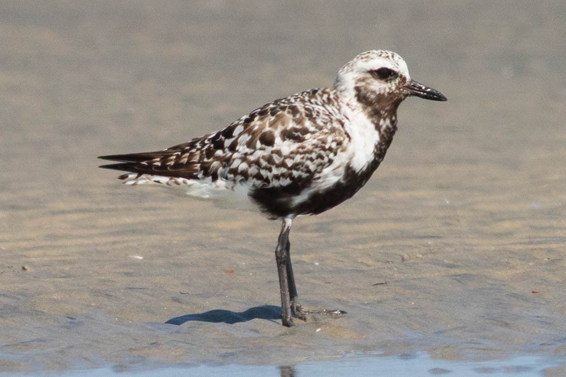 Black-bellied Plover - ML642433752