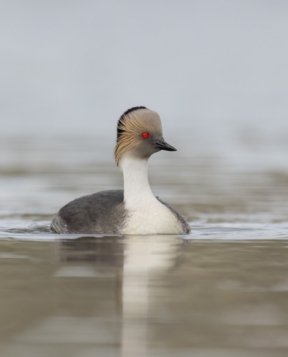 Silvery Grebe - ML642433755