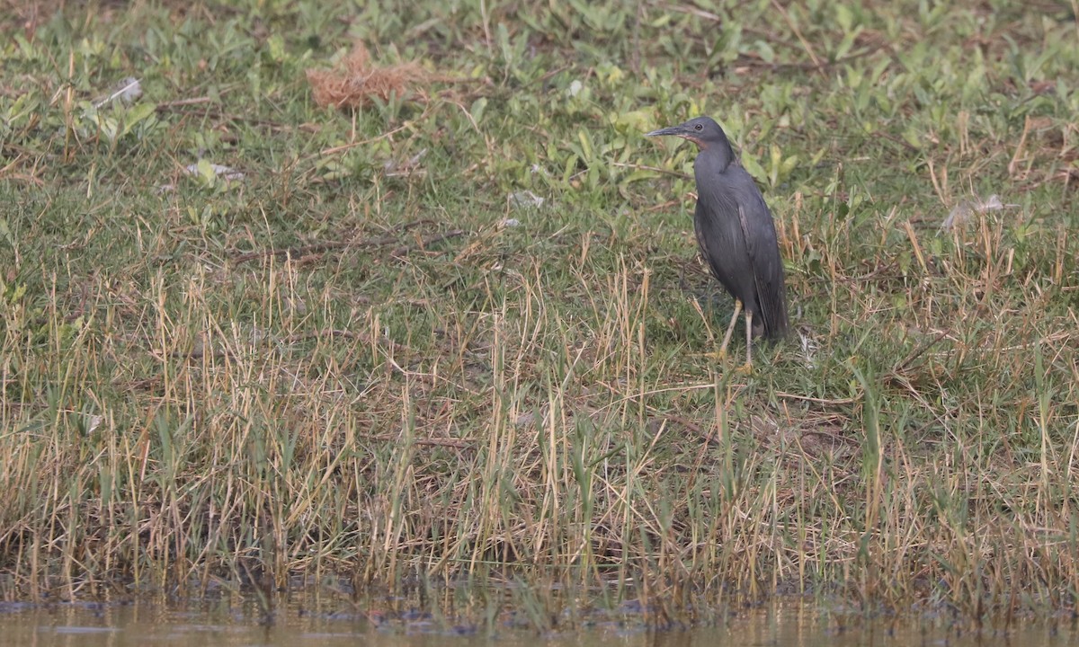 Slaty Egret - ML642433756