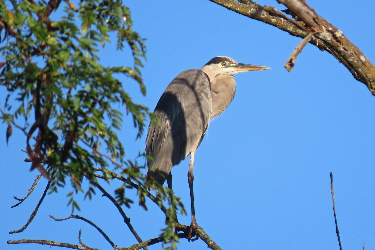 Great Blue Heron - ML642433757