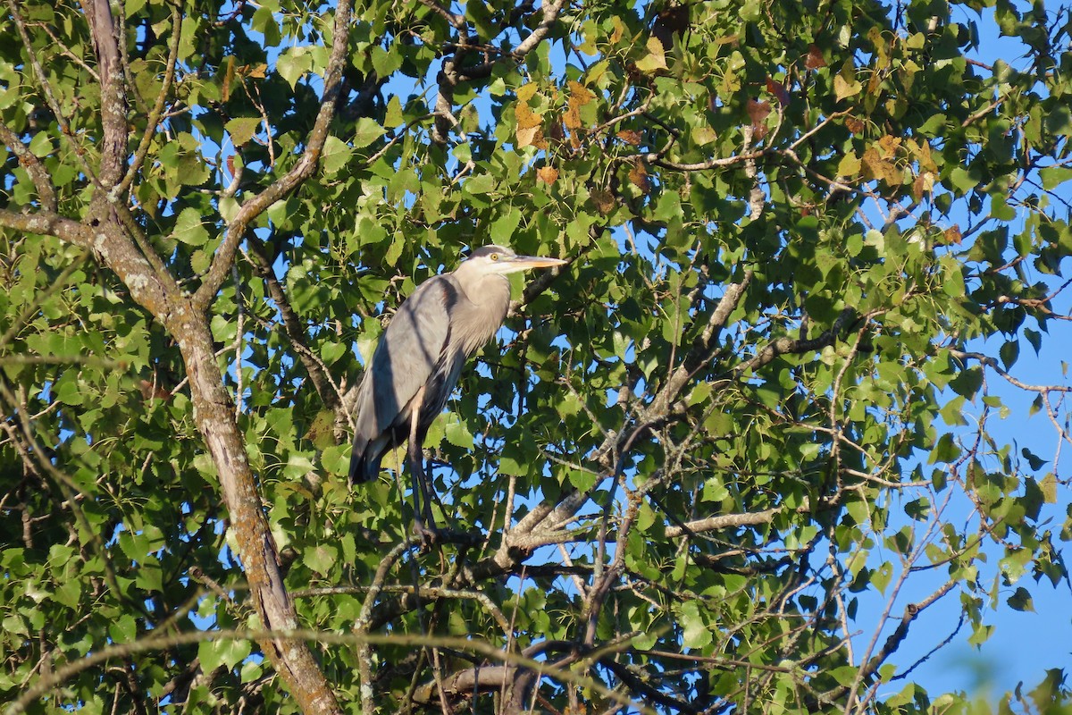 Great Blue Heron - ML642433759