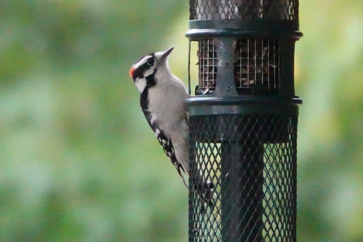 Downy Woodpecker - ML642433773