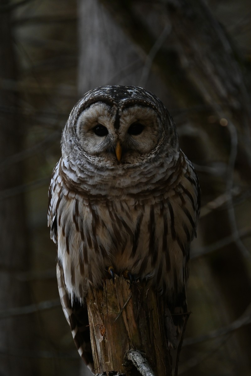Barred Owl - ML642433824