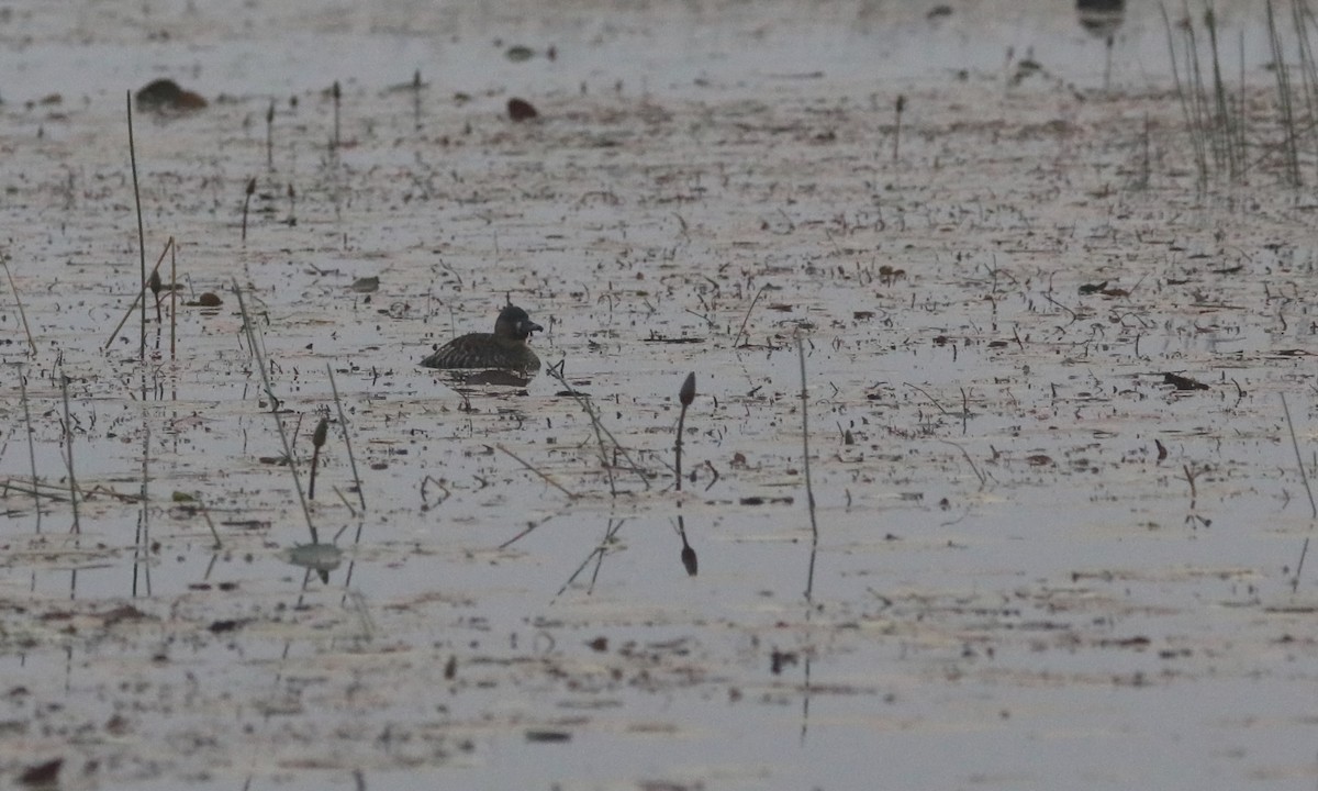 White-backed Duck - ML642433831