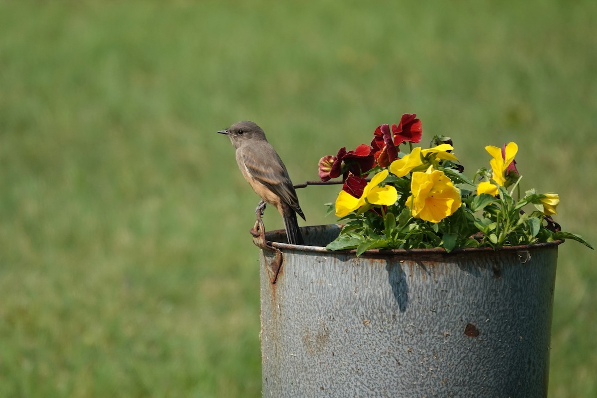 Say's Phoebe - ML642433836