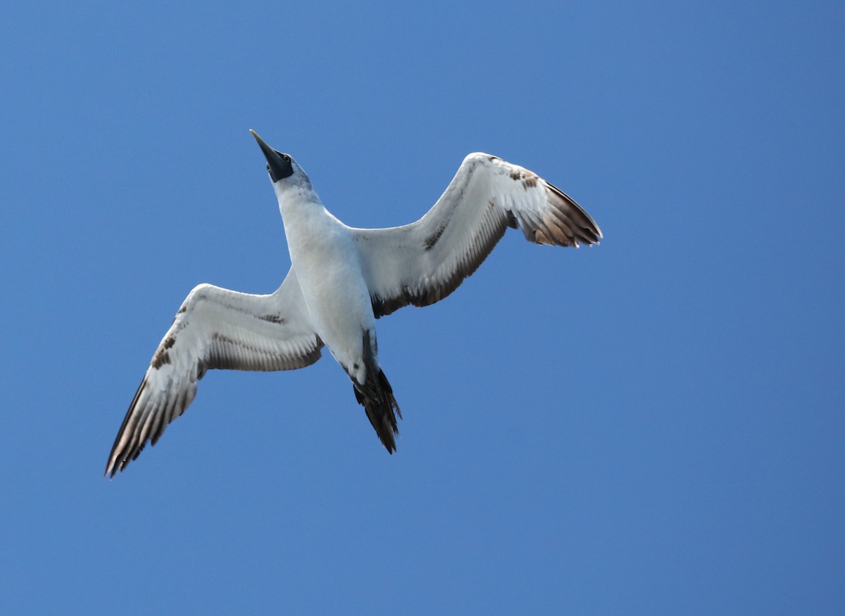 Masked Booby - ML642433890