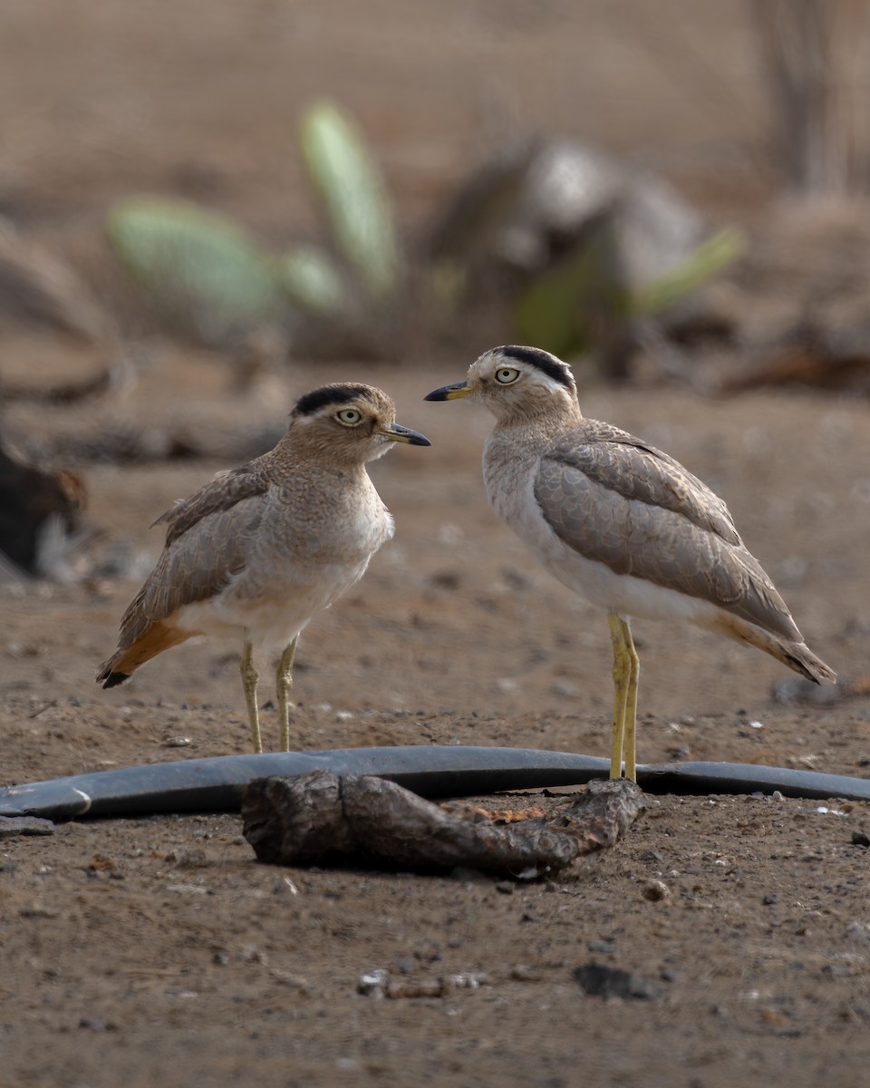 Peruvian Thick-knee - ML642433915
