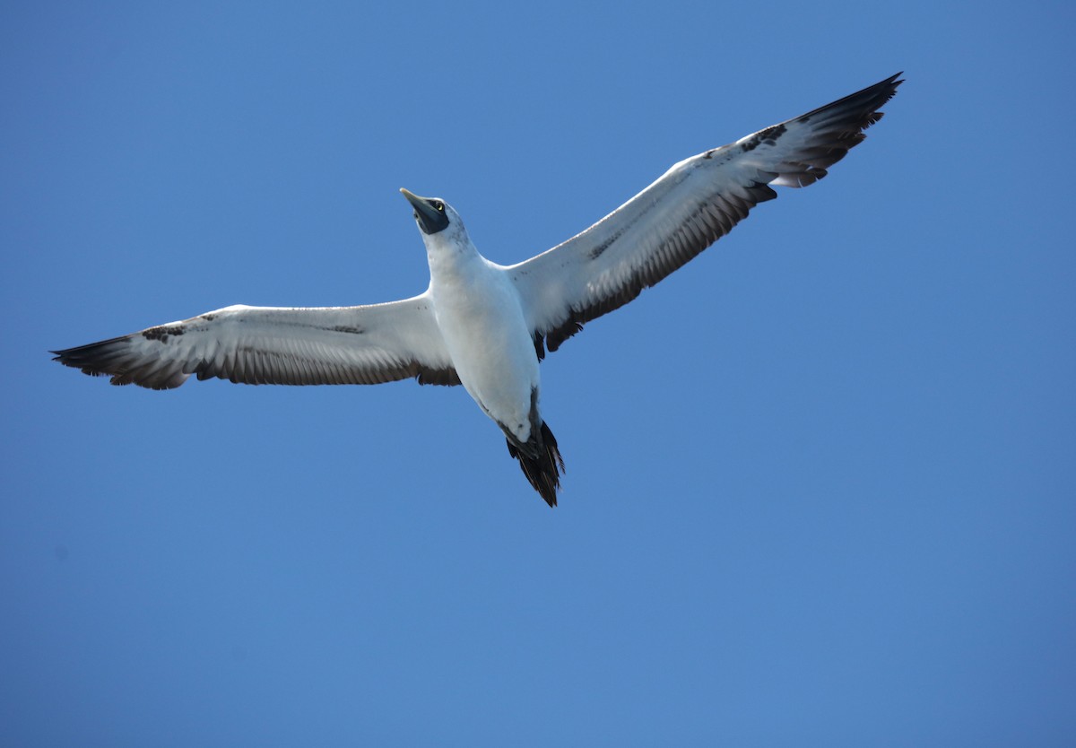 Masked Booby - ML642433964