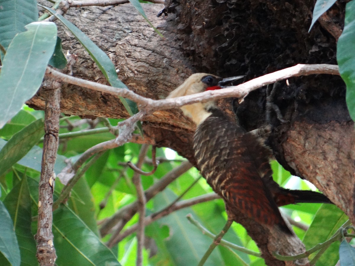 Pale-crested Woodpecker - Rudi Laps