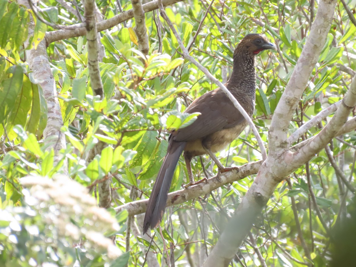 bahiahokko - ML642434015