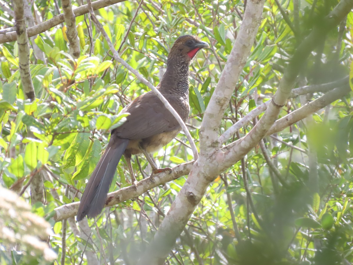 bahiahokko - ML642434016