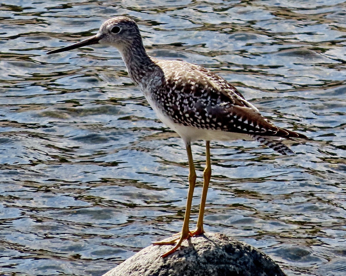 plystresnipe - ML642434017