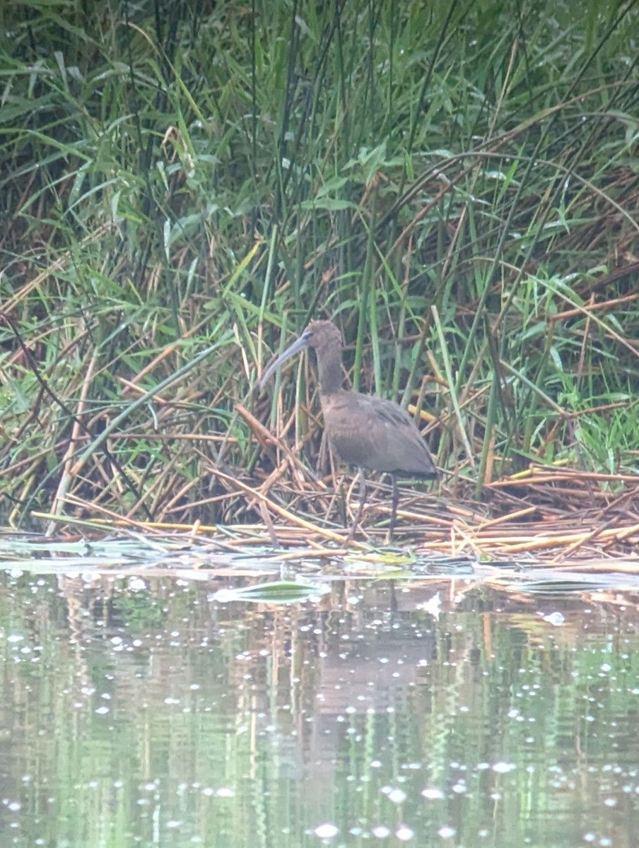 מגלן חום - ML642434026