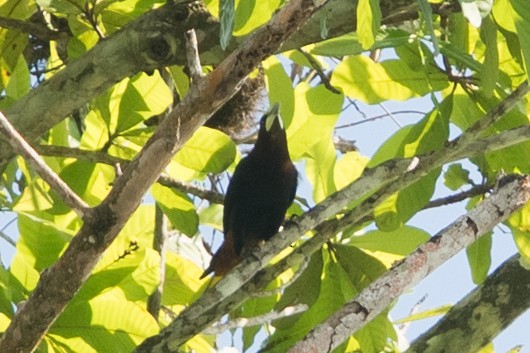 Chestnut-headed Oropendola - ML642434045