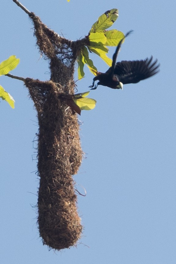 Chestnut-headed Oropendola - ML642434046