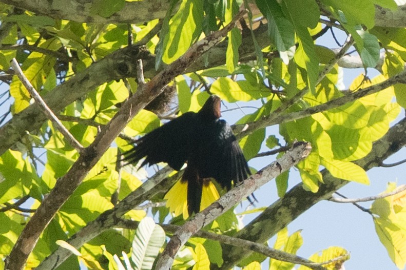 Chestnut-headed Oropendola - ML642434047