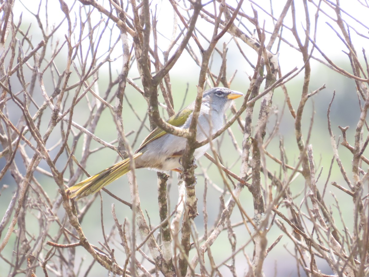 serraspurv - ML642434051