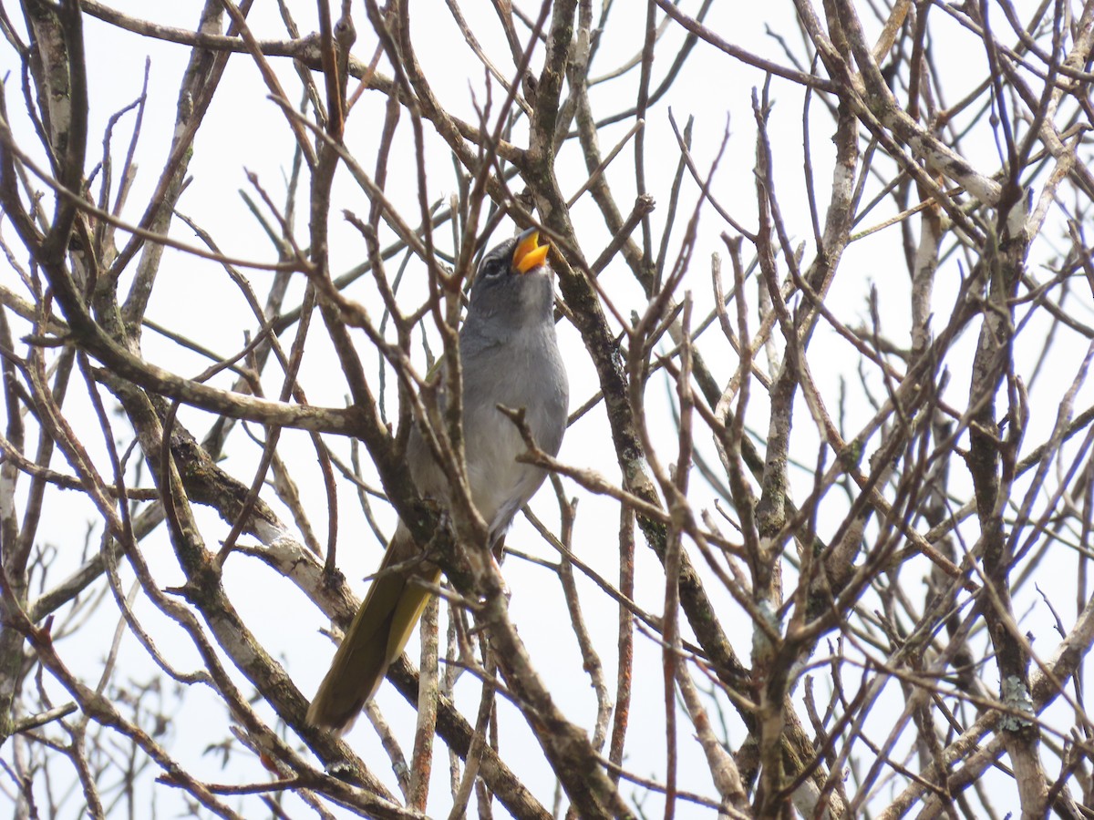 serraspurv - ML642434052