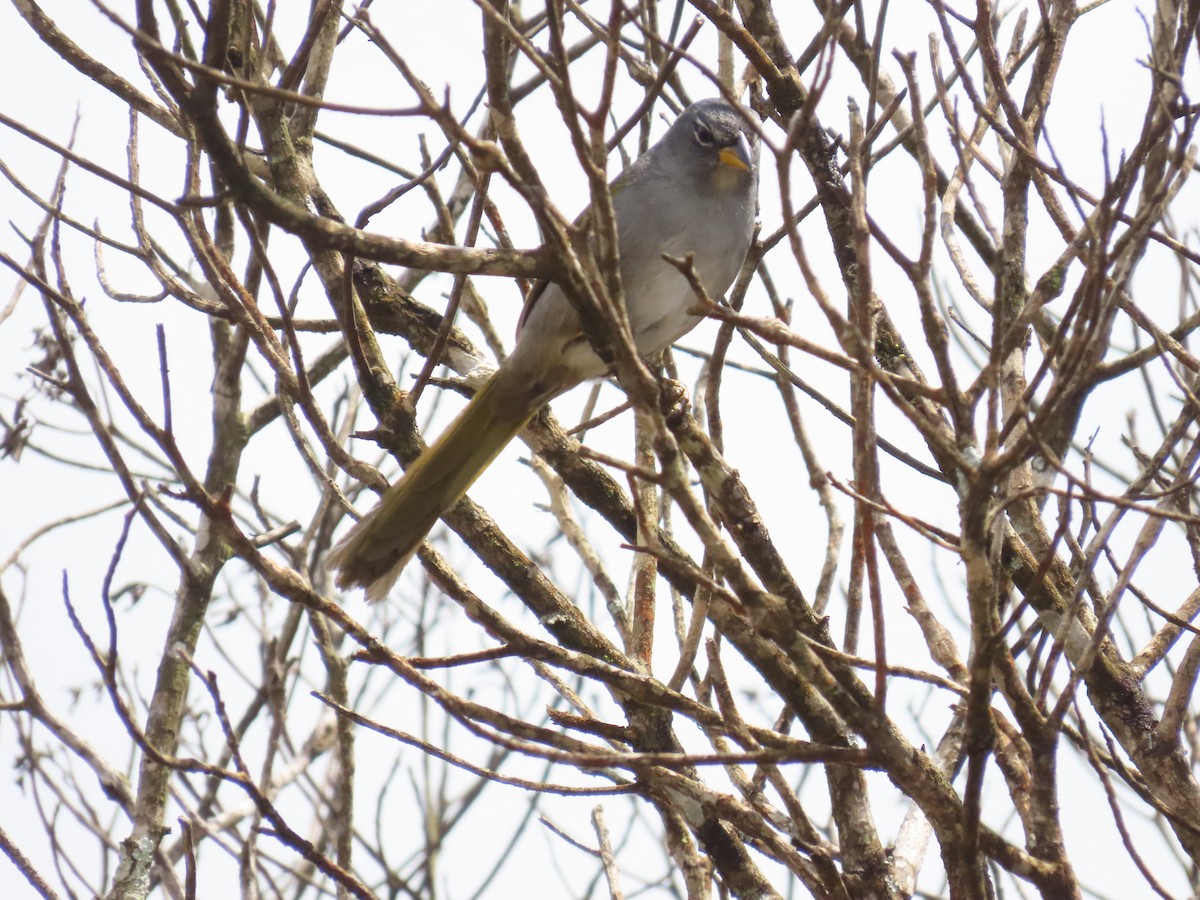 serraspurv - ML642434053