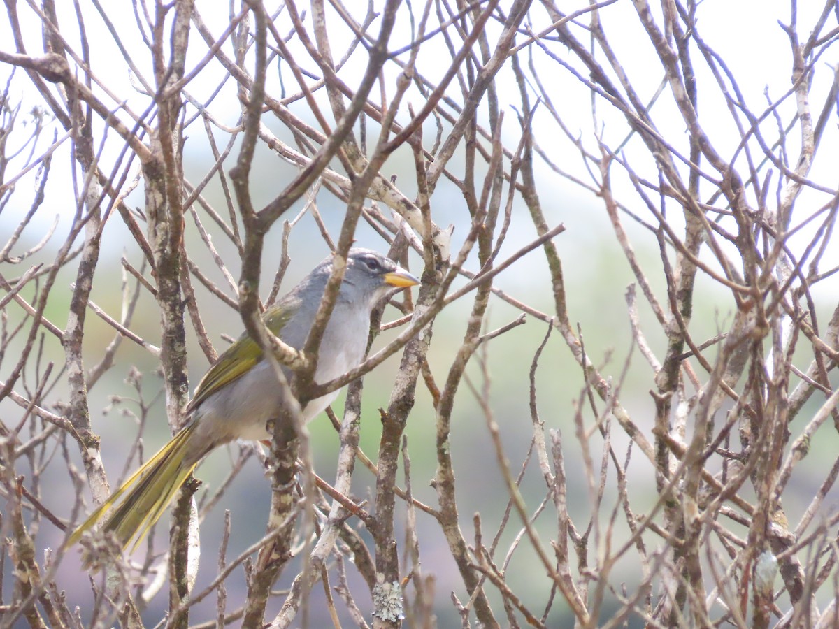 serraspurv - ML642434054