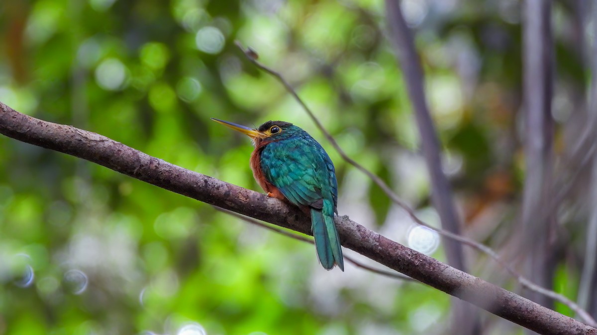 Yellow-billed Jacamar - ML642434058
