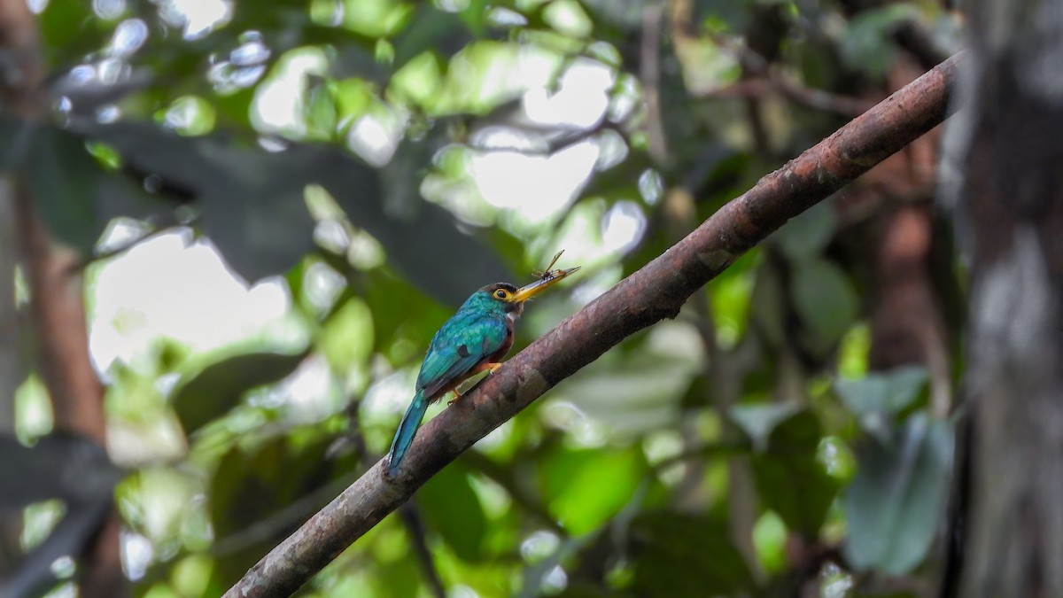 Yellow-billed Jacamar - ML642434062