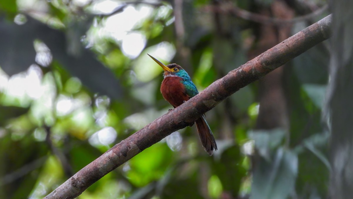 Yellow-billed Jacamar - ML642434063