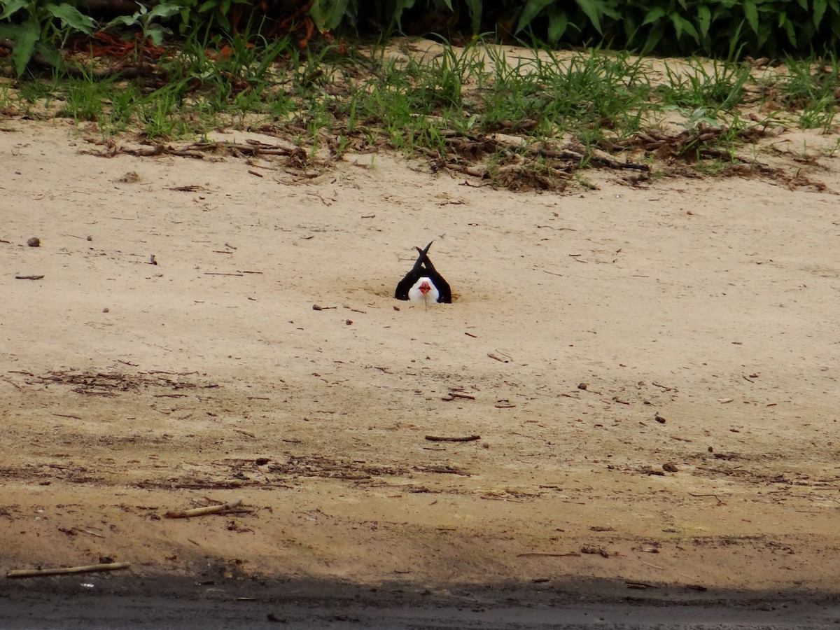 Black Skimmer - ML642434087