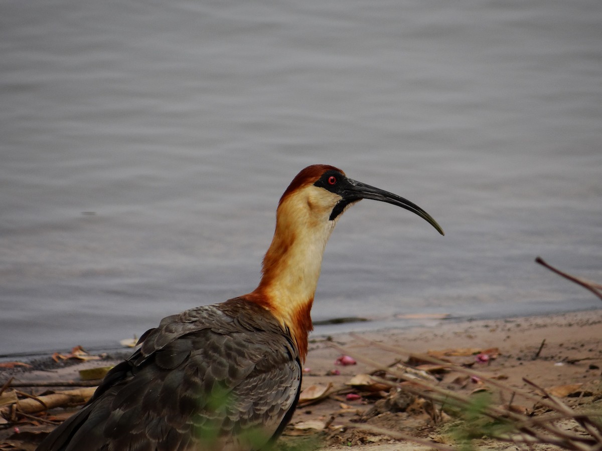 Buff-necked Ibis - ML642434092