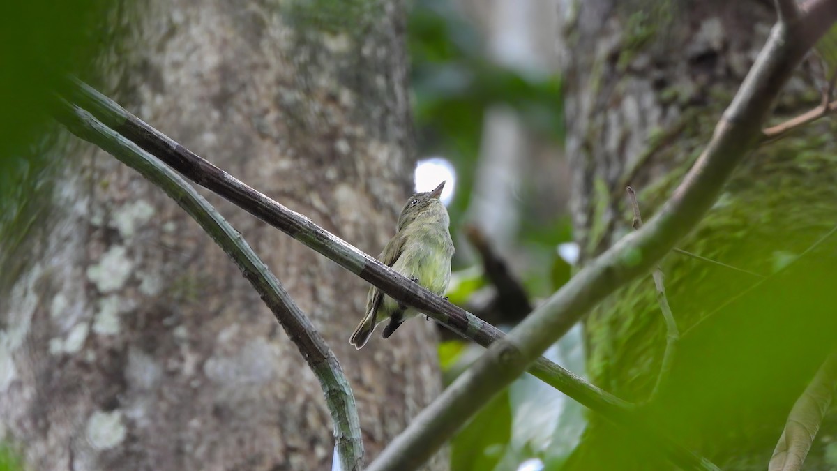 Dwarf Tyrant-Manakin - ML642434097