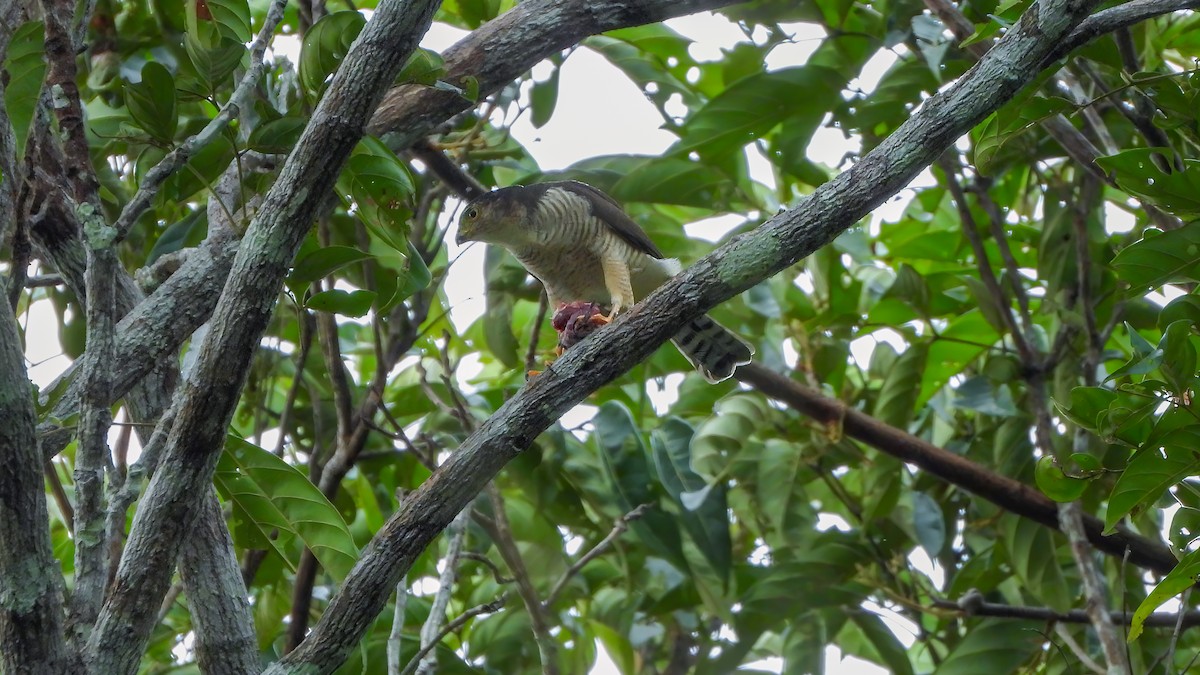 Tiny Hawk - ML642434106