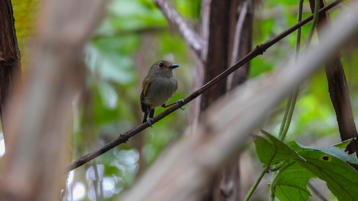 Rusty-fronted Tody-Flycatcher - ML642434115