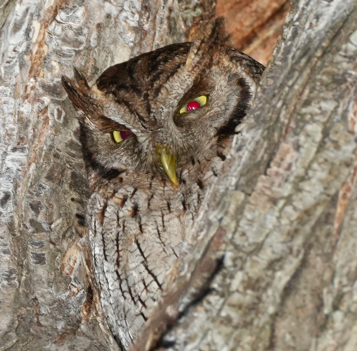 Tropical Screech-Owl - ML642434117