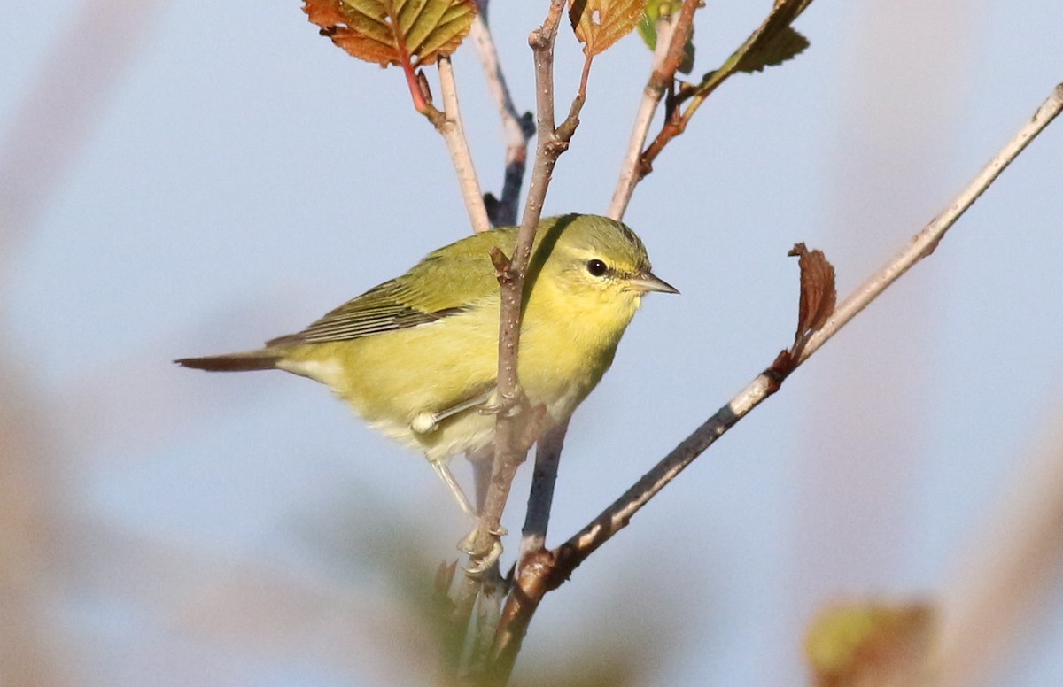 lesňáček olivový - ML642434131