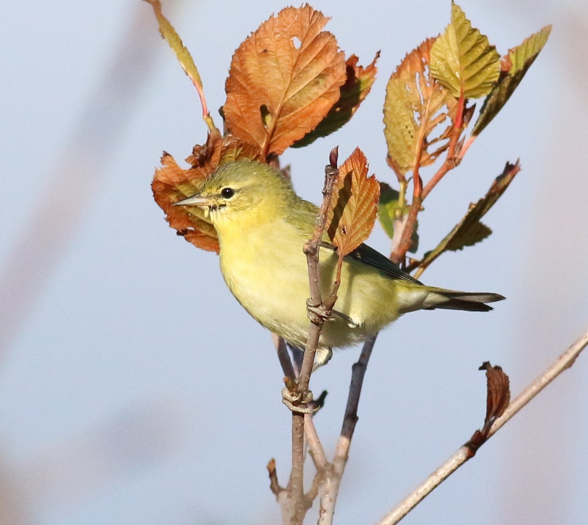 lesňáček olivový - ML642434132