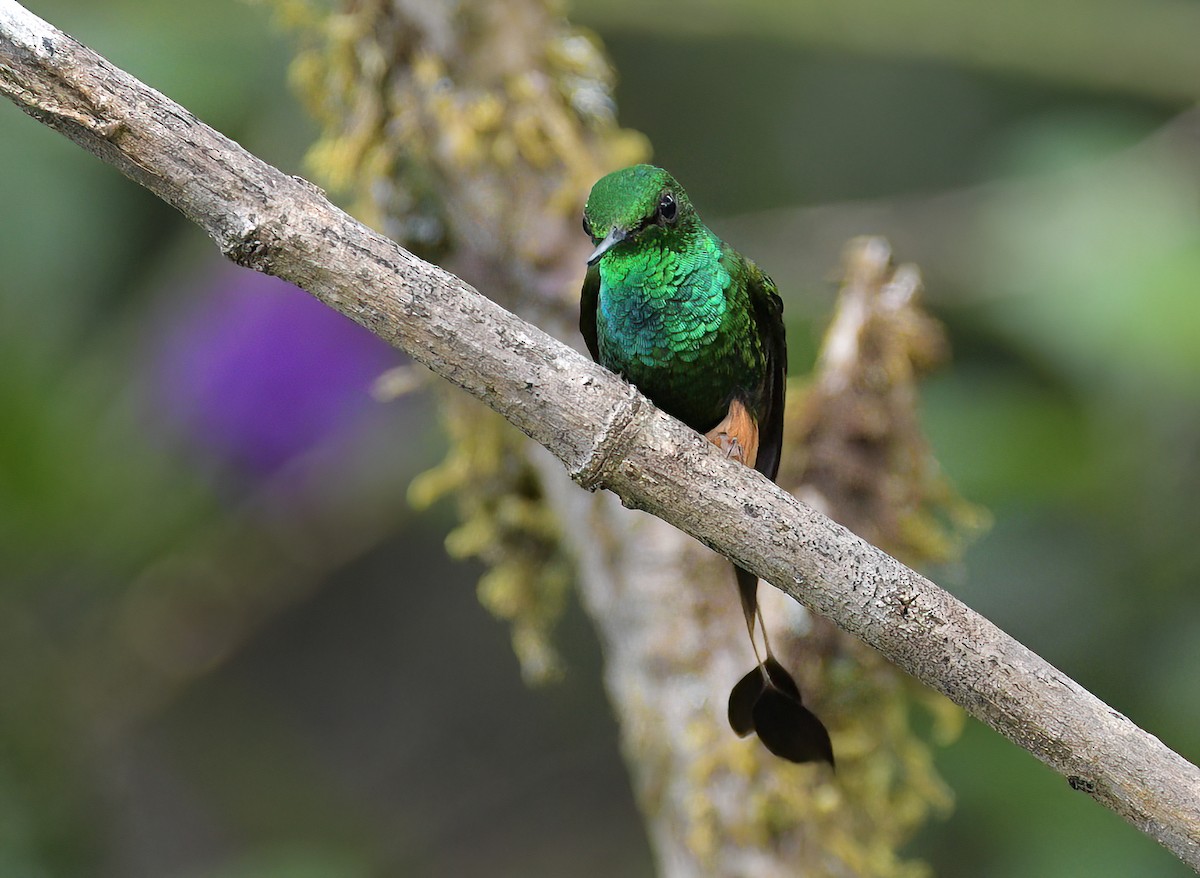Peruvian Racket-tail - ML642434135