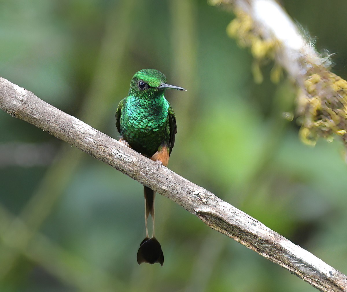 Peruvian Racket-tail - ML642434136