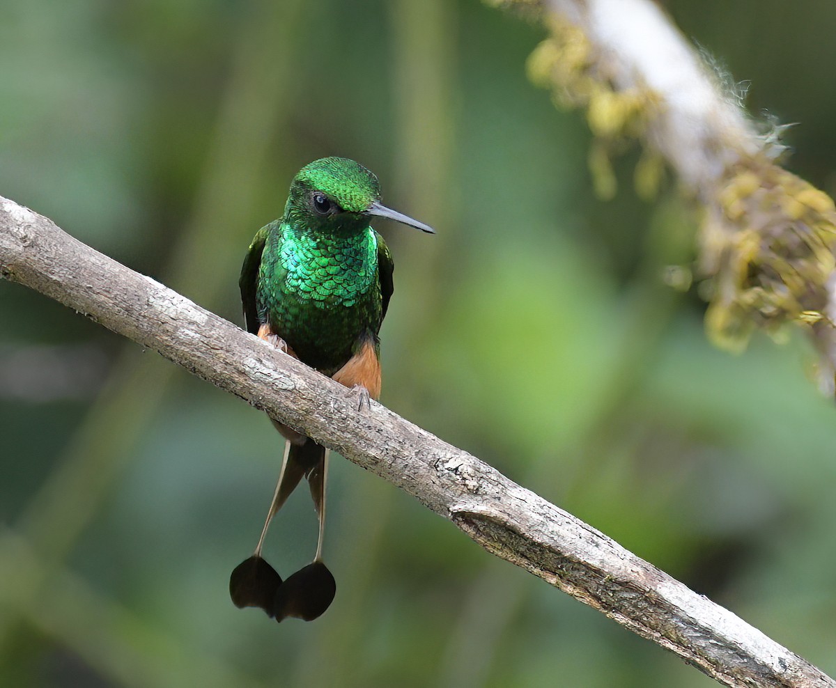 Peruvian Racket-tail - ML642434137